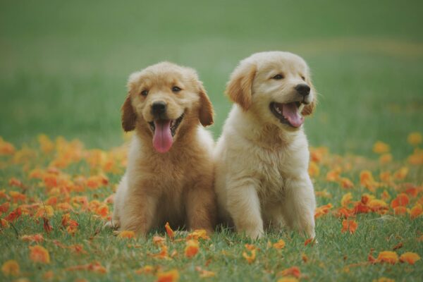 Where to Shop Pet Supplies in Cantley, CA Where to Shop Pet Supplies in Cantley, CA