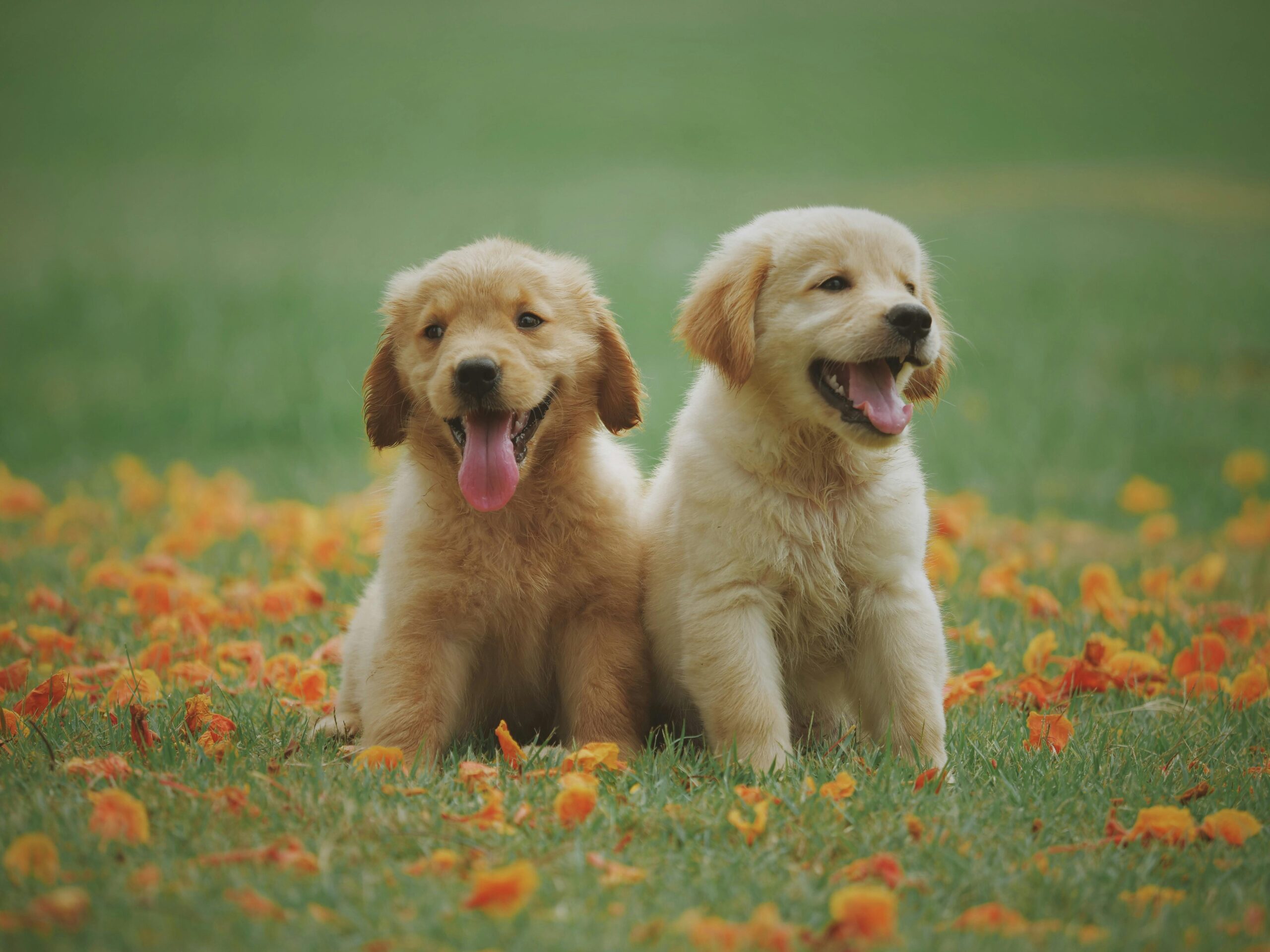 Where to Shop Pet Supplies in Cantley, CA